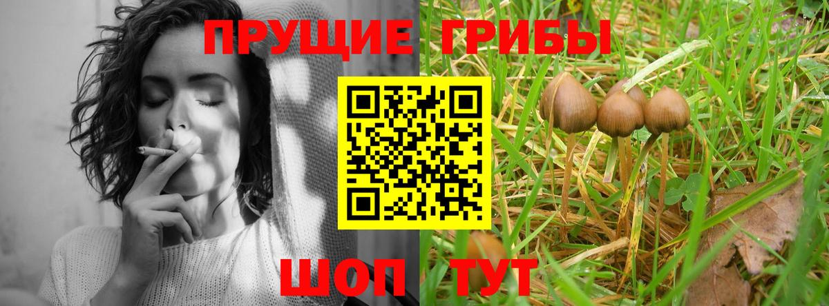 Вольск  Псилоцибиновые грибы Cubensis  купить наркотик  Вход с VPN 